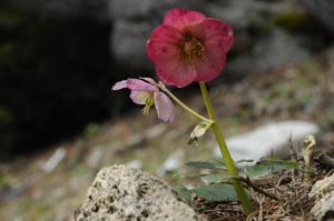 Helleborus niger