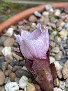Helleborus thibetanus
