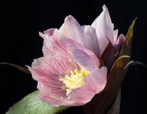 Helleborus thibetanus