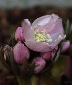 utils/thumbs/Ranunculaceae/Helleborus_JKmrUTv4RTNYepE93vqrZj.jpg
