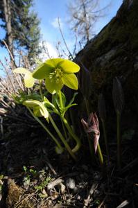 Helleborus torquatus