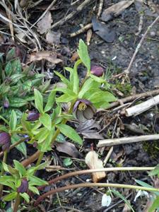 Helleborus torquatus