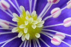 Hepatica nobilis