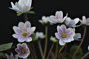 utils/thumbs/Ranunculaceae/Hepatica_UzCFN7FWnPs5H35XpFc4HV.jpg