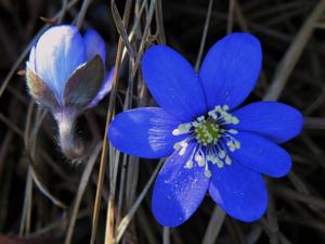 Hepatica nobilis