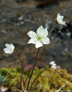Hepatica acutiloba