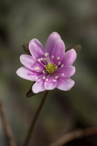 Hepatica acutiloba