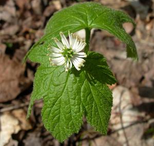 Hydrastis canadensis