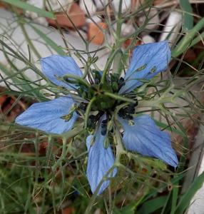 Nigella damascena