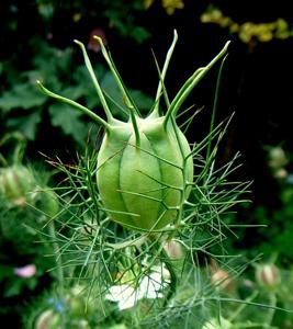 Nigella damascena