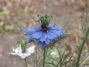 Nigella sativa