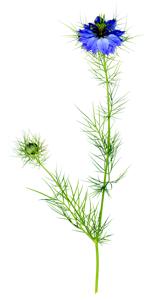 Nigella damascena