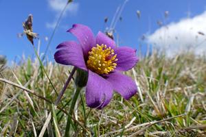 utils/thumbs/Ranunculaceae/Pulsatilla_XpNvyFsyv7ACeygnv6mpsf.jpg