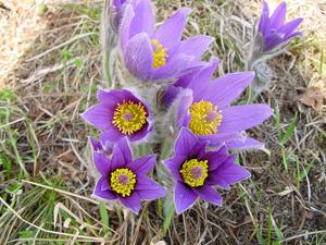 Pulsatilla vulgaris