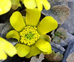 Ranunculus crithmifolius