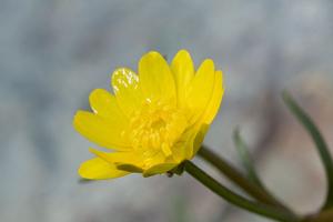 Ranunculus californicus