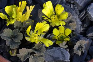 Ranunculus crithmifolius