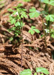 Semiaquilegia adoxoides