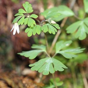 Semiaquilegia adoxoides
