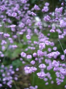 Thalictrum delavayi