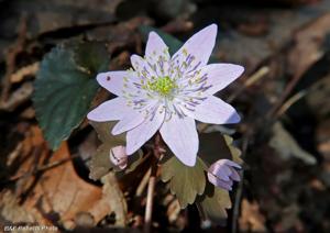utils/thumbs/Ranunculaceae/Thalictrum_Ho2jM9fPttGx2pk8PckGJm.jpg