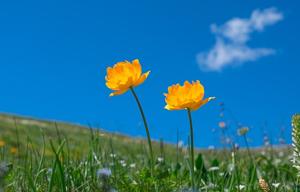 Trollius asiaticus