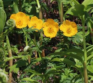Trollius japonicus