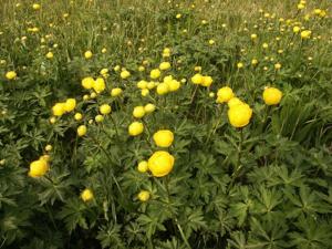 Trollius laxus