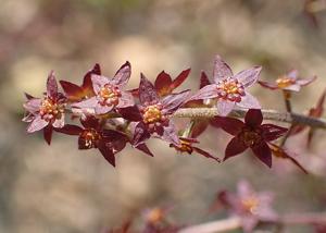 Xanthorhiza simplicissima