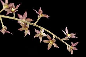 Xanthorhiza simplicissima