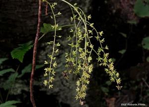 Xanthorhiza simplicissima