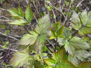 Xanthorhiza simplicissima