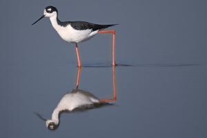 utils/thumbs/Recurvirostridae/Himantopus_HyiB2NEkvtqSXMnpn9Tg5g.jpg