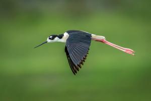 Himantopus mexicanus