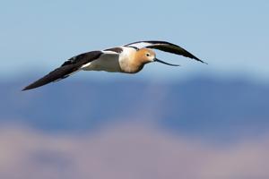 Recurvirostra americana