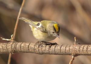 Regulus regulus tristis