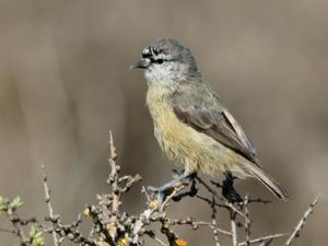 utils/thumbs/Remizidae/Anthoscopus_YNXBAEVU8PDCAQxrWhEkCo.jpg