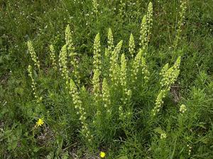 utils/thumbs/Resedaceae/Reseda_hM6LqbLLHgN5EP96QWWWJa.jpg