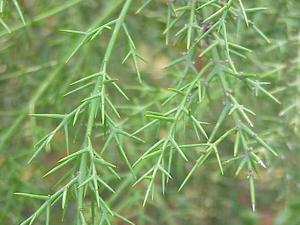 utils/thumbs/Rhamnaceae/Colletia_V9YqECc4UcAQuA5ATt7PYv.jpg