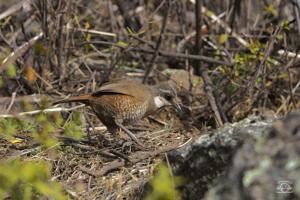 Pteroptochos megapodius
