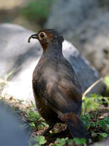 utils/thumbs/Rhinocryptidae/Pteroptochos_crSnC6H37DSVkL8tavSSbh.jpg