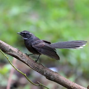 Rhipidura albicollis