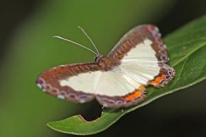 utils/thumbs/Riodinidae/Nymphidium_8xsqhyP4CUu6pg5pMfEyFE.jpg