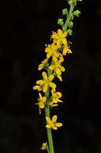 Agrimonia pilosa