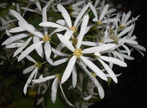 Amelanchier asiatica