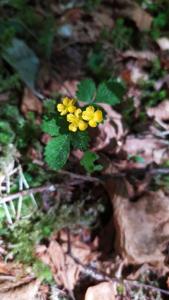 Aremonia agrimonoides