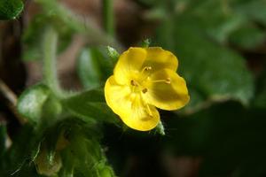 utils/thumbs/Rosaceae/Aremonia_dijKWfbozyCkP5Cuzhdevf.jpg
