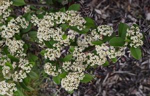Cotoneaster lacteus