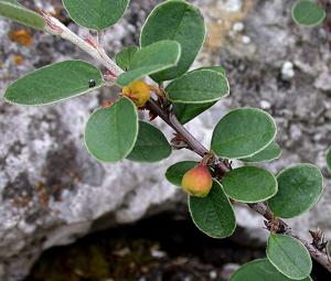 utils/thumbs/Rosaceae/Cotoneaster_8xuDF3exWhUkRyUB4JY6TB.jpg