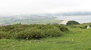 Cotoneaster cambricus